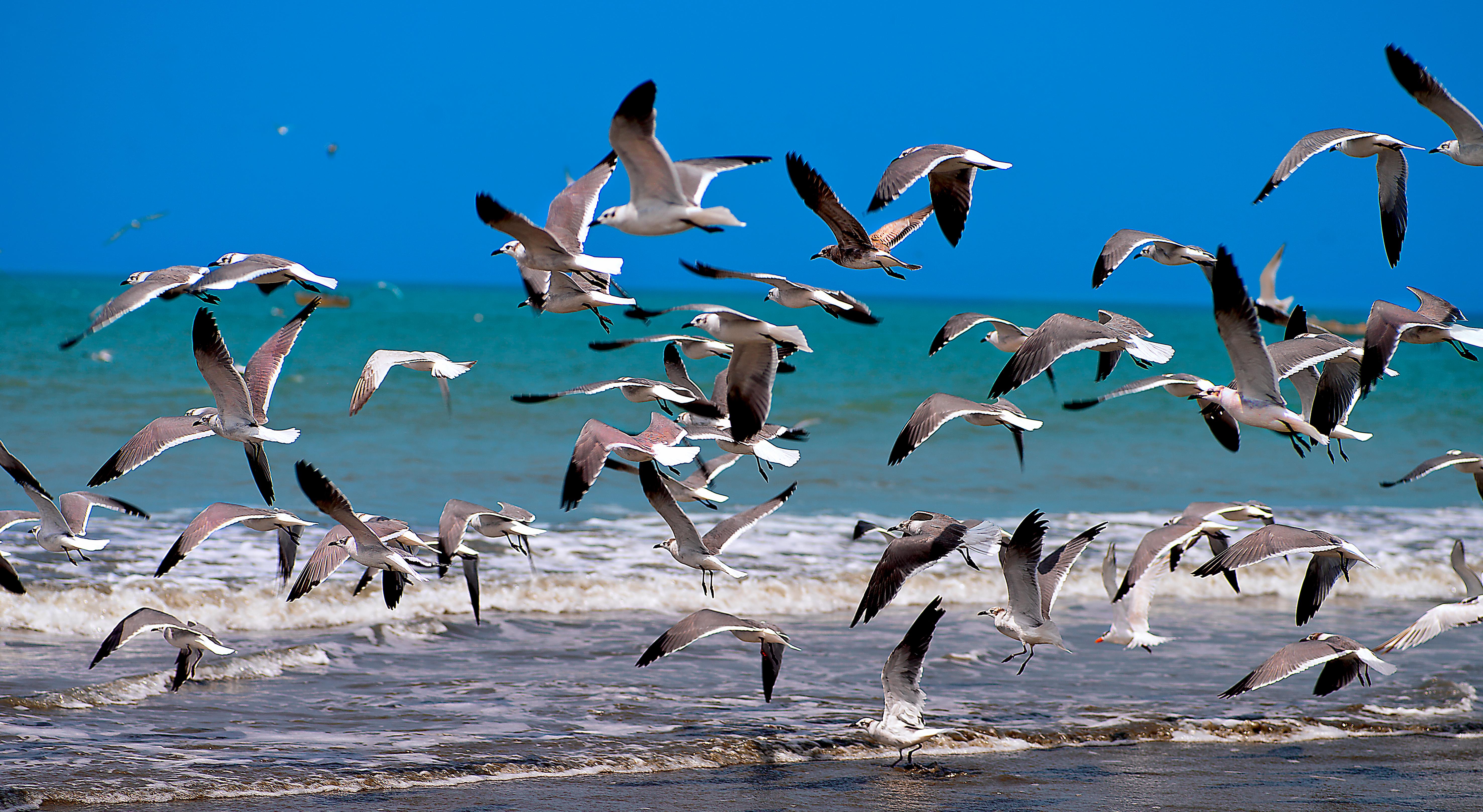 Aranwa Paracas Resort & Spa Esterno foto Birds at the beach